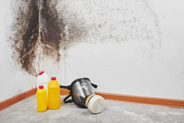 Office Mold Removal Services in Soulsbyville, CA