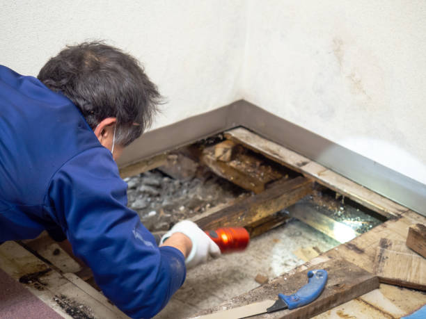 Best Toxic Mold Removal  in Soulsbyville, CA