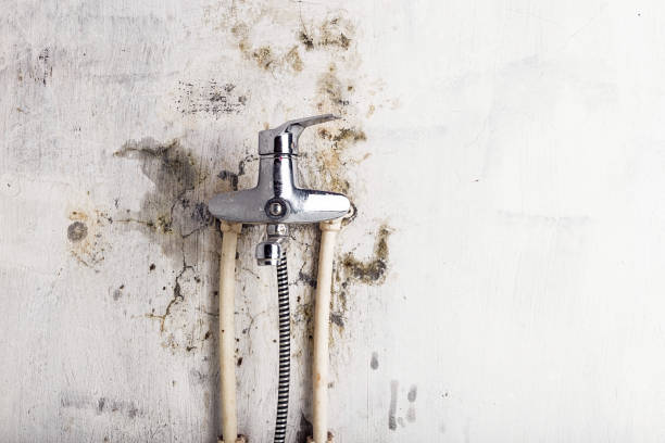 Best Mold Removal Company Near Me  in Soulsbyville, CA