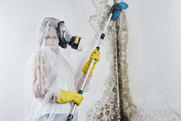 Certified Mold Removal in Soulsbyville, CA