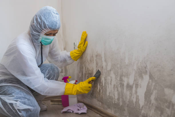 Best Mold Removal Near Me  in Soulsbyville, CA