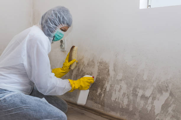 Best Professional Mold Removal  in Soulsbyville, CA