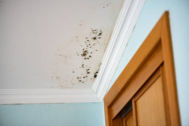 Best Mold Cleaning Services  in Soulsbyville, CA