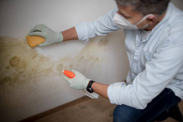 Best Professional Mold Removal  in Soulsbyville, CA