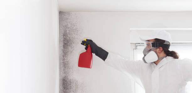 Best Attic Mold Removal  in Soulsbyville, CA