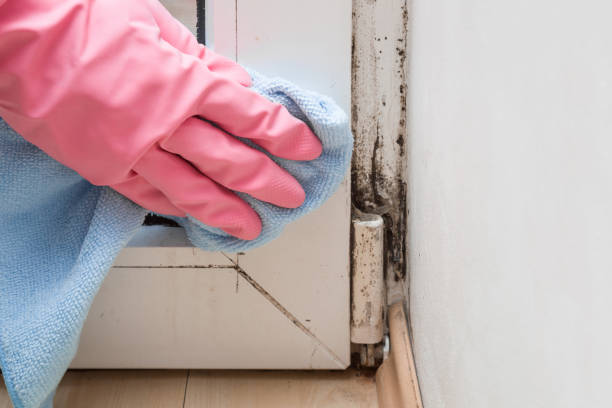 Attic Mold Removal in Soulsbyville, CA