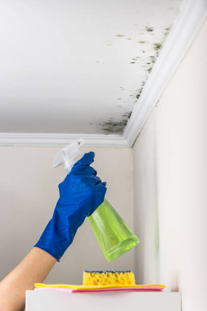 Best Mold Remediation  in Soulsbyville, CA